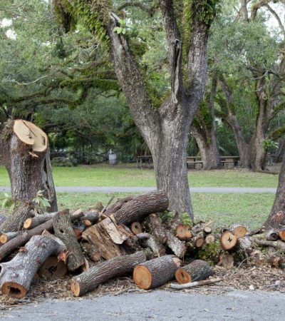 Removing-Large-Trees