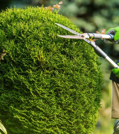 Tree-Trimming-Safety