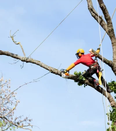 depositphotos_47276129-stock-photo-an-arborist-cutting-a-tree