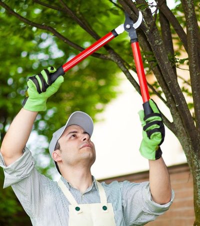 tree-pruning