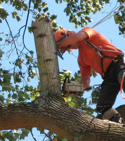 treework2-1-1024x767